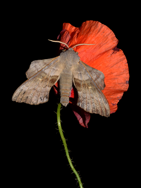 Laothoe populi - Sphingidae